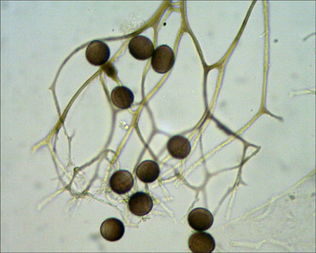 Lamproderma sp, Olympos